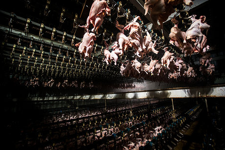 تعطیلی کشتارگاه‌ها عامل گرانی گوشت مرغ/بازگشت تعادل به بازار 